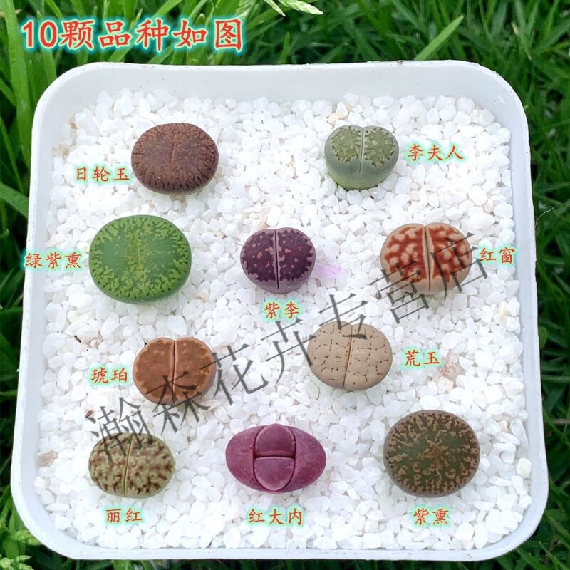 多肉植物生石花 编号屁股 大颗母本整盆pp石生花 10颗 0.