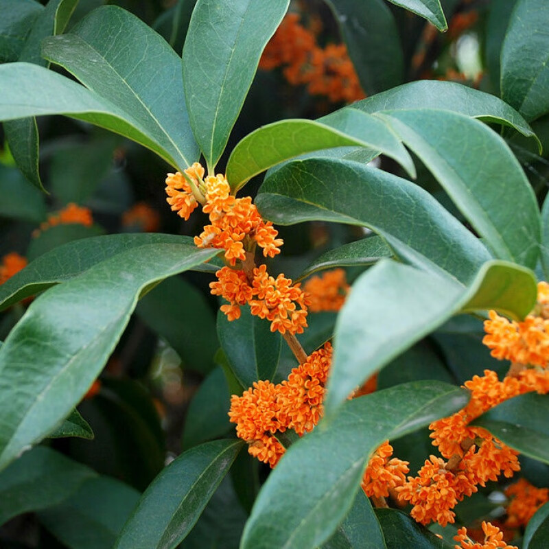 沉香桂 6年苗【开花饱满】