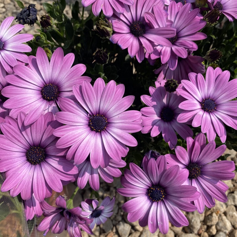 彩南非蓝目菊万寿菊花卉盆栽(花期非常长,花量非常大) 彩南非1盆(香芋