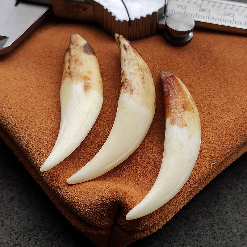 诗蒂芬精选6厘米原始骆驼牙齿吊坠狼牙项链饰品生日礼物女男生个性