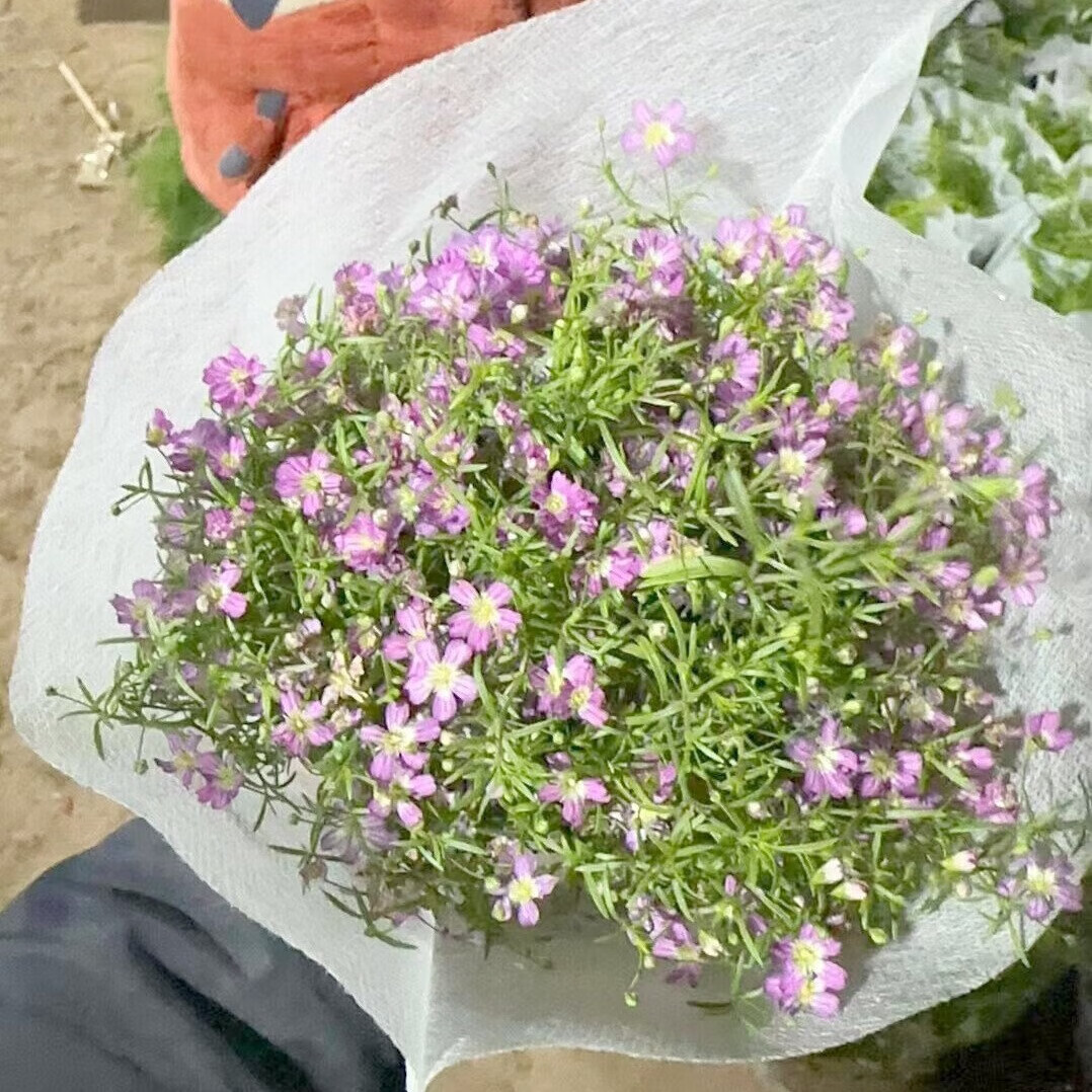 萌肉居满天星吉普赛盆栽长花期植物易活花卉绿植/婚纱满天星 加仑盆