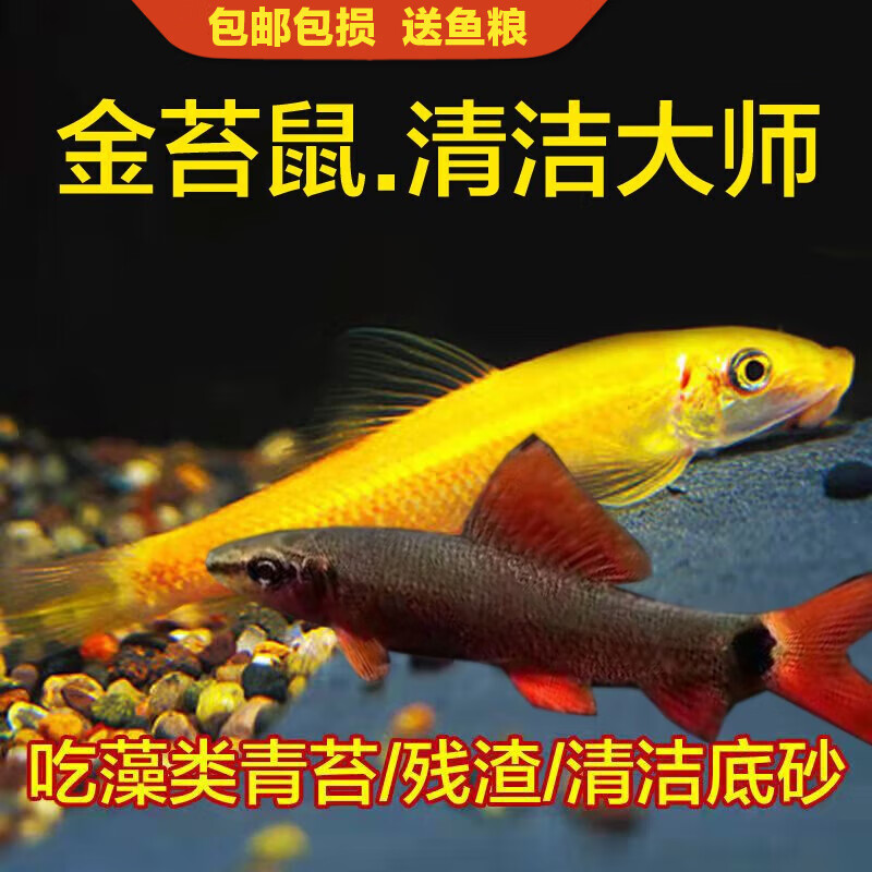 热带斑马鱼淡水观赏鱼金鱼胎生鱼米奇鱼孔雀鱼小型活体鱼耐活好养 3
