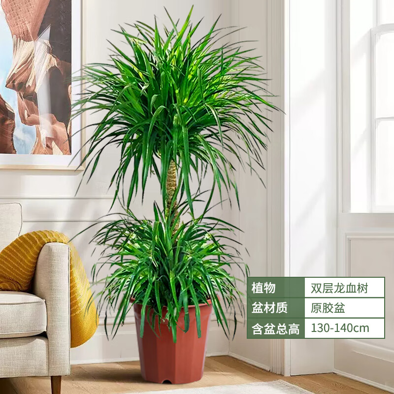 手耕田龙血树客厅盆栽大型旺宅绿植造型老桩好养龙须树办公室内落地