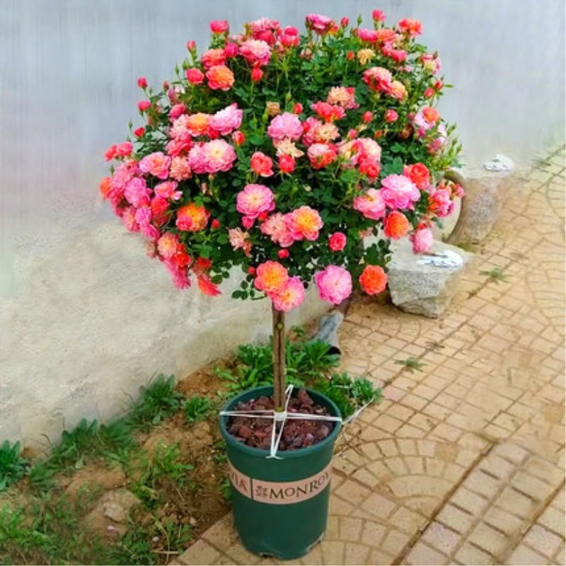 树状月季花 树形月季大花月季品种 室内阳台庭院别墅点缀花卉当年多季
