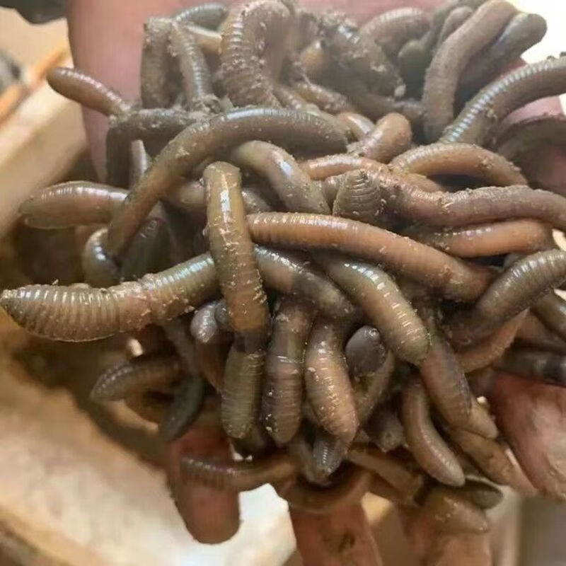 活体黑蚯蚓特大臭蚯蚓地龙松土蚯蚓垂钓钓鱼活饵 10条蚯蚓野生个大