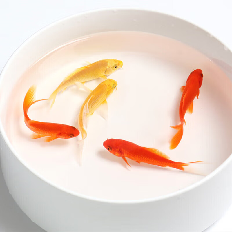 墨之瑶草金鱼红锦鲫活鱼活体观赏鱼淡水冷水中大型好养耐活 13-15cm