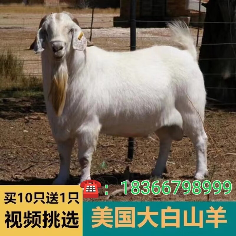 美国白山羊价格美国白山羊养殖场美国白山羊多少钱一只山羊种公羊