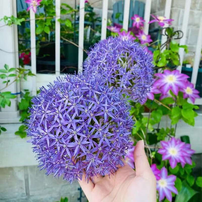 天麦勋进口大花葱种球庭院别墅地栽耐寒多年生球根花镜植物欧式花球易