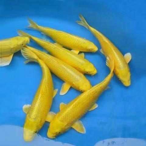 贝冠奇锦鲤活鱼观赏鱼活体淡水冷水鱼易活好养景观鱼红白锦鲤鱼 随机4条(11-13厘米)练手锦鲤