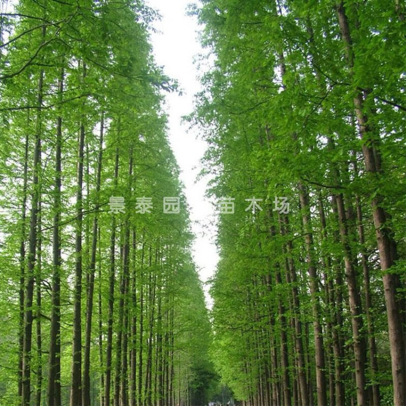 花姬水杉 水杉树苗 金叶水杉 树苗 水衫树苗 水松树 速生杉树苗 60-70