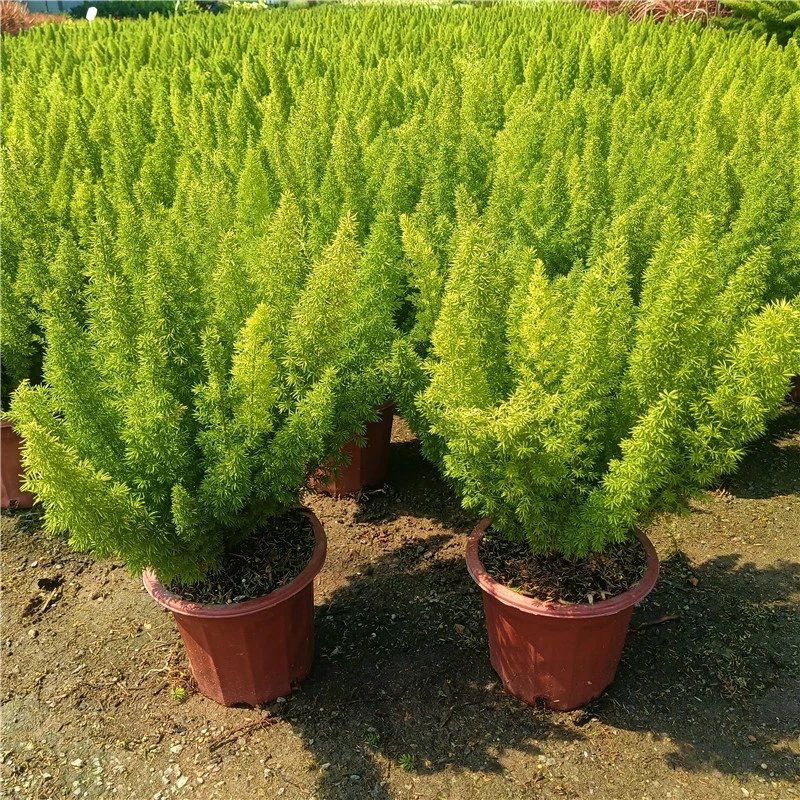 辉客映上狐尾天门冬盆栽好养易活多年生绿植室内外常绿武竹网红植物