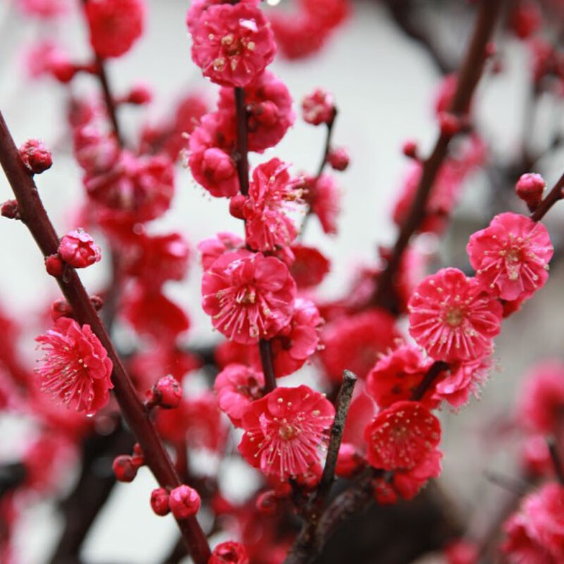 花卉植物腊梅室内外耐寒绿植盆景 提示:腊梅/珍珠梅/喷雪梅不在可备注
