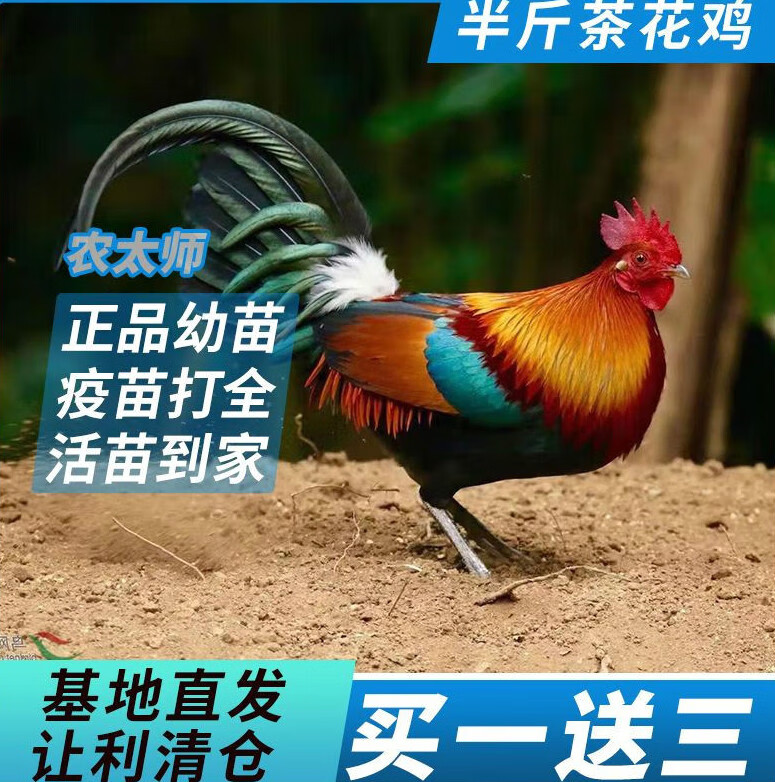 鸡苗】相关京东优惠商品排行榜(24) - 价格图片品牌优惠券- 虎窝购