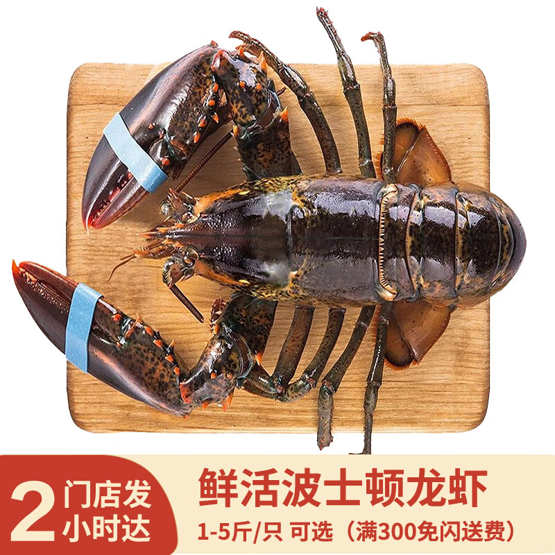 夢(mèng)嘗客【活鮮】波士頓龍蝦大龍蝦大波龍鮮活送禮長(zhǎng)輩父母家長(zhǎng)同城閃送 11斤/只 大龍蝦1只