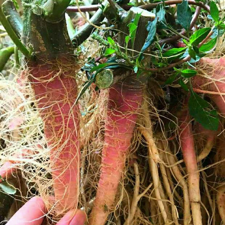 苋根新鲜苋菜根汉菜根苋菜新鲜苋菜红苋头香水野苋菜红骨 100克根