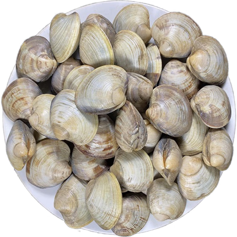 鞠昵鲜【5斤无沙】蛤蜊无泥沙新鲜鲜活花蛤肉美贝花甲大蛤蜊肉海鲜