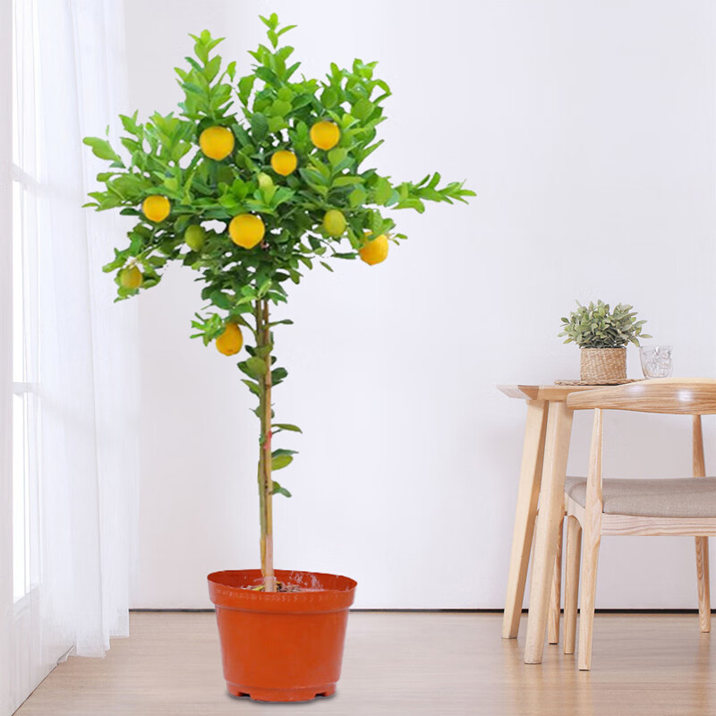 柠檬树盆栽高杆棒棒糖阳台室内客厅四季大型落地植物绿植花卉 柠檬树
