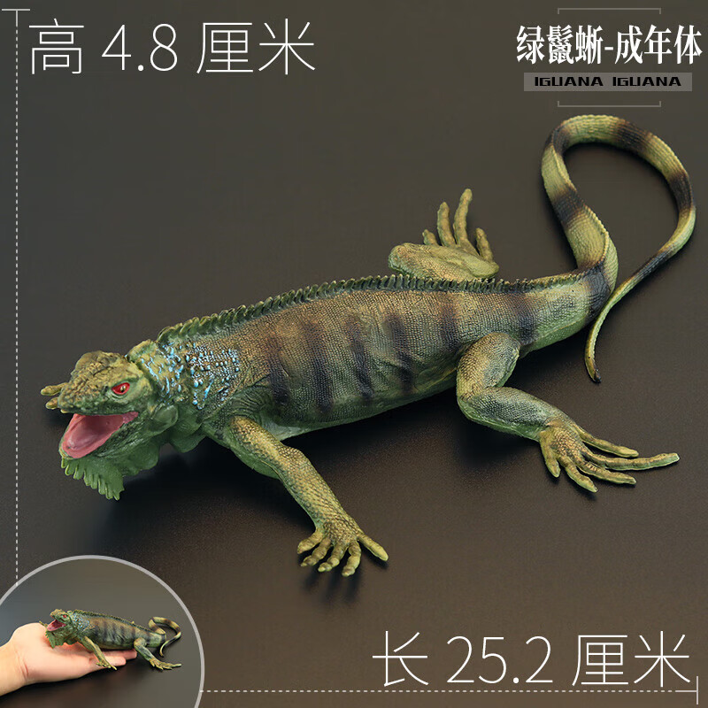 实心仿真爬行绿鬣蜥蜥蜴变色龙认知礼品 墨绿色 绿鬣蜥-成年体