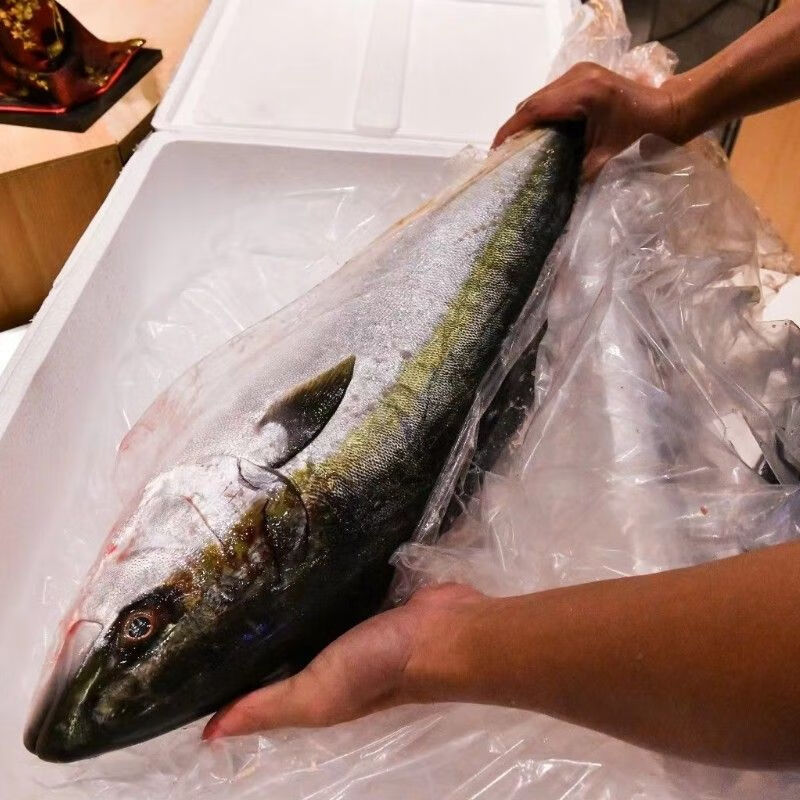 食豪锦(老饕食材)冰鲜金枪鱼黄狮鱼油甘新鲜刺身青甘鱼刺生鱼日料食材