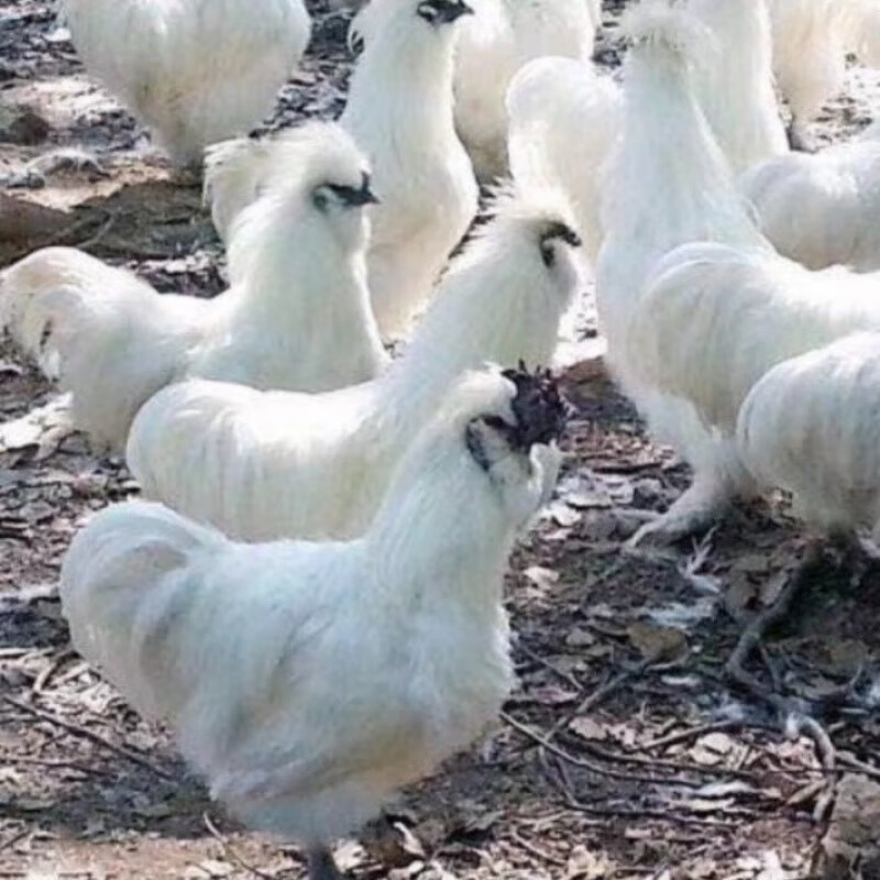 淼然阁淼然阁正宗散养3斤白乌红鸡活体脱温白乌鸡苗 3斤白乌鸡1只