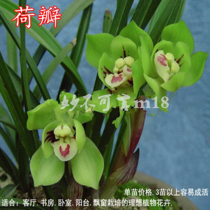 蕙兰九头兰春兰苗论斤卖送营养花土植料 每颗带花苞春兰荷瓣10苗送花