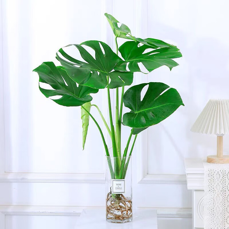 盖淘大型龟背竹水培盆栽绿植室内客厅净化空气四季常青水培植物 水培
