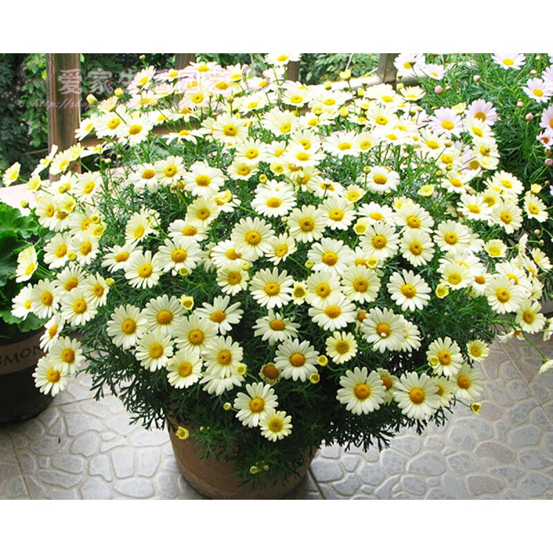醉春木玛格丽特菊花苗糖果玛易养好活耐寒植物多年生阳台盆栽花卉72穴
