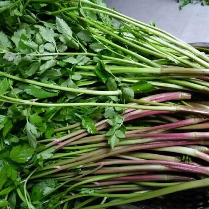 东北 新鲜山野菜大叶芹山芹菜长白山山货特产袋装保鲜750*2袋 山野菜