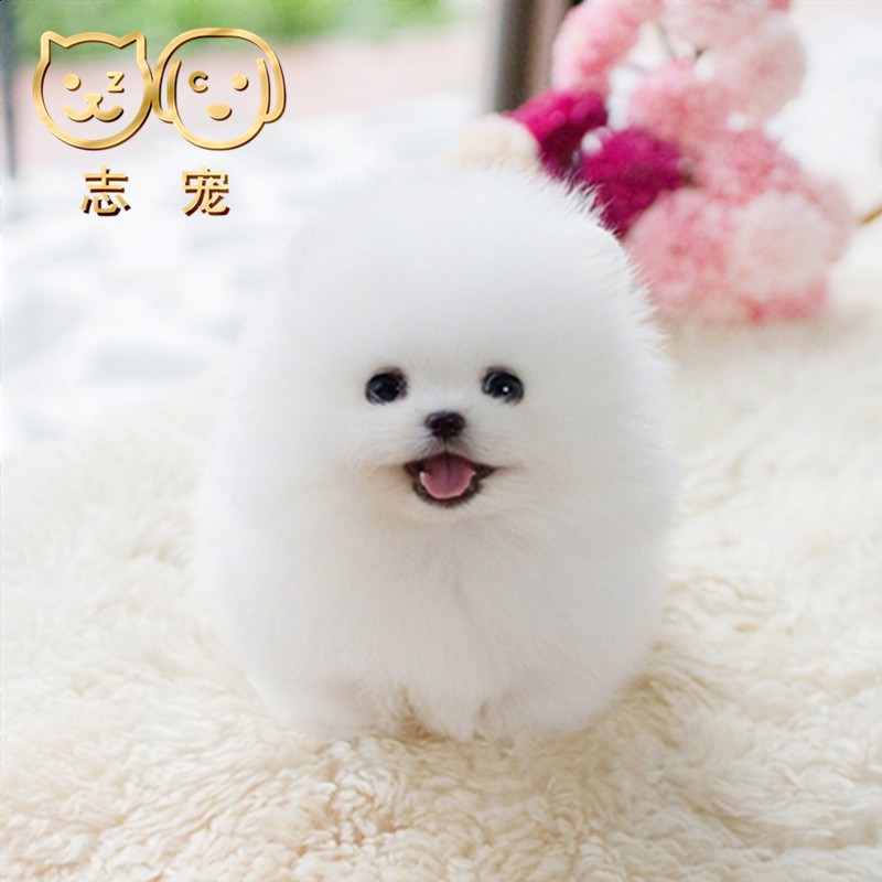 志宠博美犬小狗纯种幼犬活物可爱宠物狗活体幼崽狗狗茶杯犬小型真狗