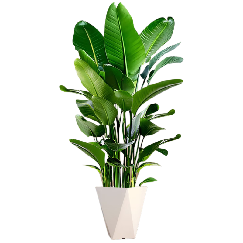 ��������������ֲ���Կ������ڰ칫�Ҵ�����ֲ������������Դͷֱ�� 140.2Ԫ