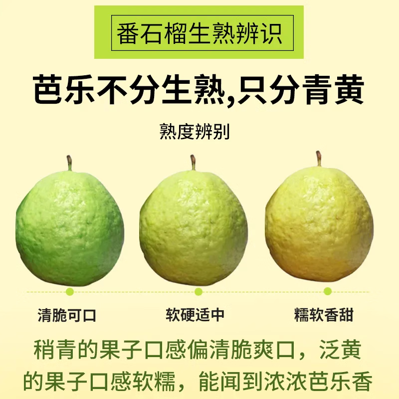 鲸咚亿农红心软芭乐番石榴胭脂红芭乐果大果软糯香软树上熟巴乐双拼 3斤红心冰淇淋芭乐【单果120g+】