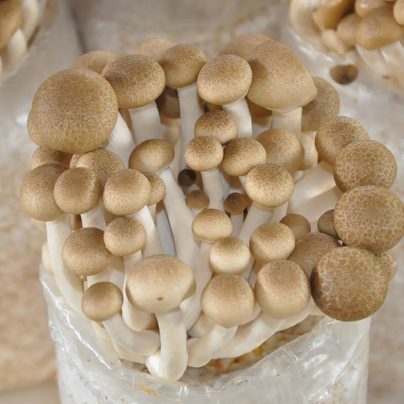菇菌种菌包平菇食用蘑菇种植菌包多肉植物阳台味之源菌业 蟹味菇袋装