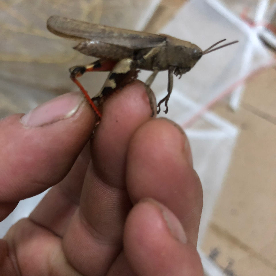 伟博新疆专链活体丁蜢,花腿,花脚,草蜢,活体丁蜢花腿 中只花腿50g