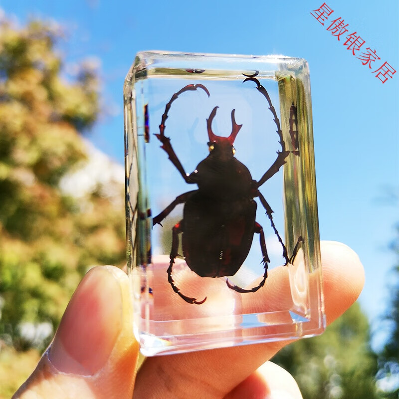 标本透明树脂蜘蛛蝎子土蜂标本教学观察昆虫标本真虫摆件 鹿角金龟