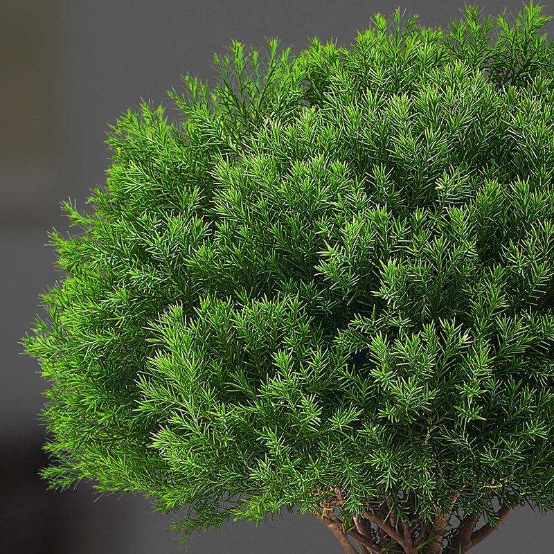 唐花芬阁雾凇盆景室内绿植花卉盆栽四季长青好养植物客厅办公室净化