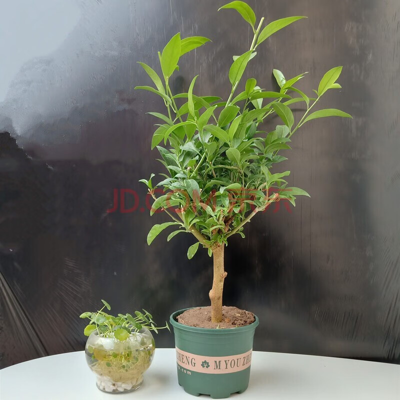 飞沭 夜来香花树苗夜香树盆栽地栽植物阳台庭院室内