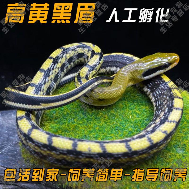 smvp玉米蛇活物真蛇宠物蛇爬宠幼体异宠宠物无毒蛇宠 人工黑眉【大苗