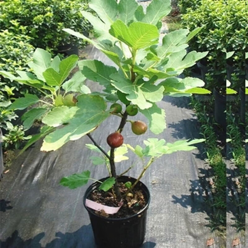 若颖地栽盆栽果树苗南方北方庭院阳台种植室内外红心 波姬红无花果苗