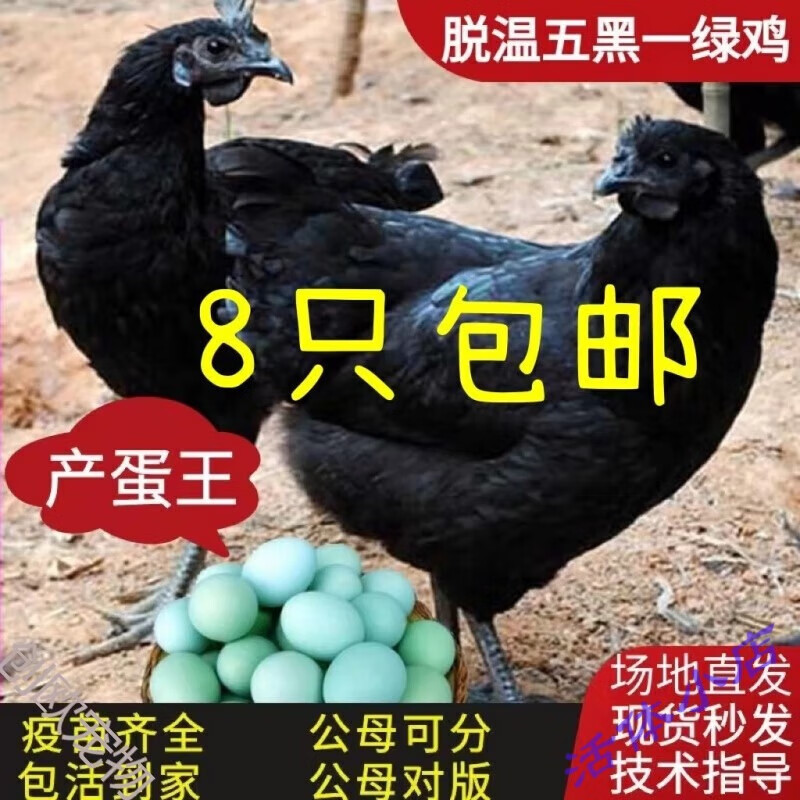 乌鸡活体苗 纯种五黑鸡苗脱温鸡绿壳蛋鸡小鸡活体乌鸡活物五黑一