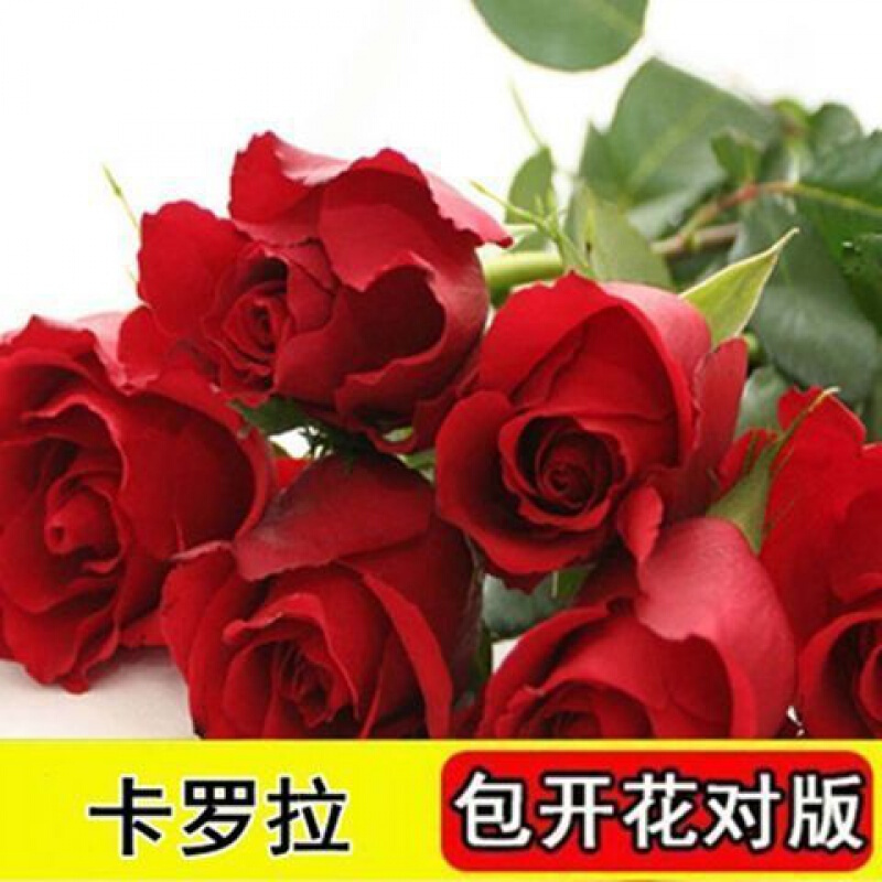 卡罗拉 10年苗开花爆满