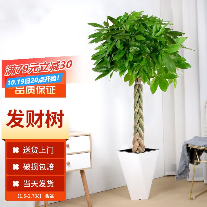 墨一发财树盆栽大型绿植花卉室内客厅办公室 辫子发财树1.5-1.7米含盆高性价比高么？
