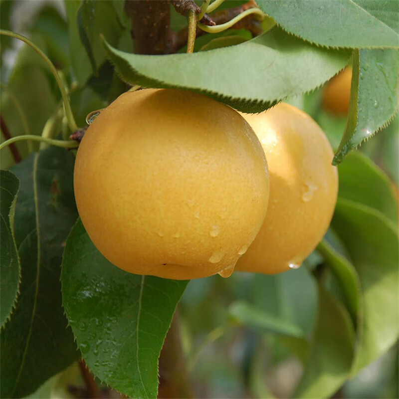 萌妹梨树果苗特大秋月梨黄花嫁接梨树苗南方北方种植盆栽地栽当年结果