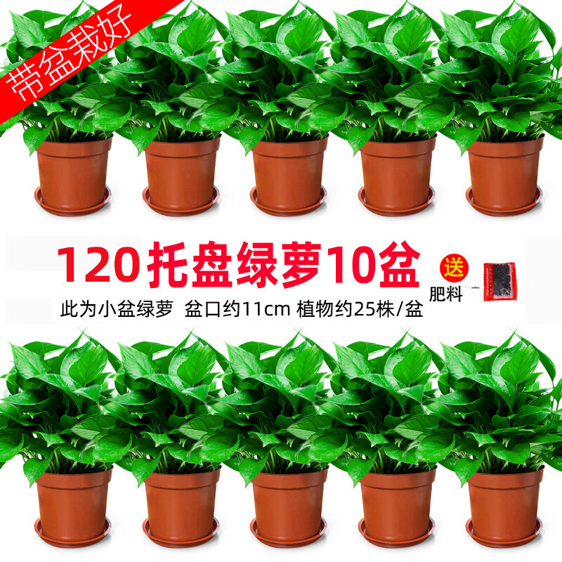 花语奇萌绿萝盆栽室内植物花卉绿植水培长藤垂吊大叶绿箩新房家用吸除