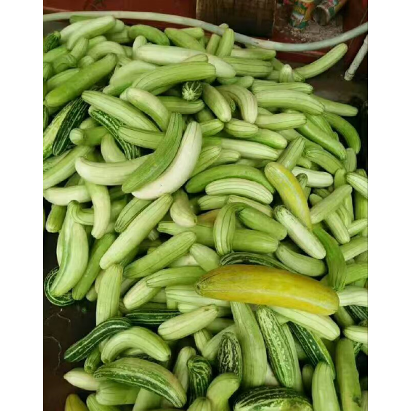 味巴哥广西特产贺州信都特产地瓜酸青瓜酸农家自制散装酸菜一斤一