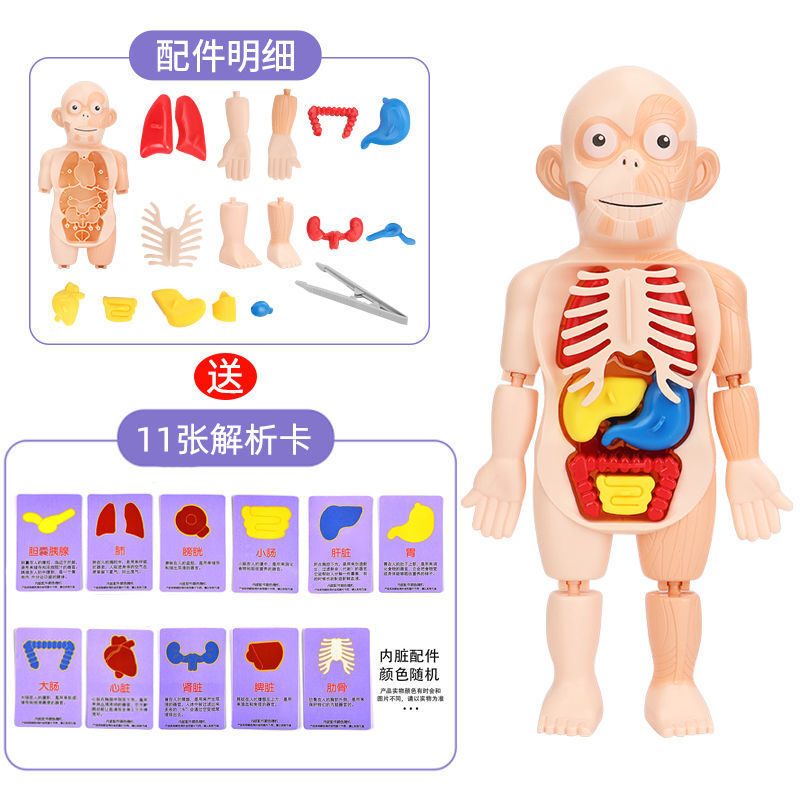 174971/【俊泽好物】DIY儿童早教模型玩具启智科教仿真人体器官模型拼装医学SSSS FM人体器官模型【+11张解析卡】