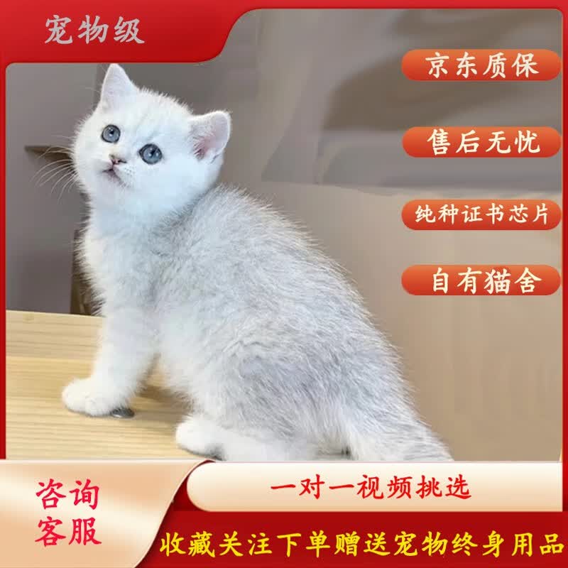 MZPLOI纯种银渐层宠物猫幼仔宠物猫咪宠物活体幼仔英招财猫 宠物级 母属于什么档次？
