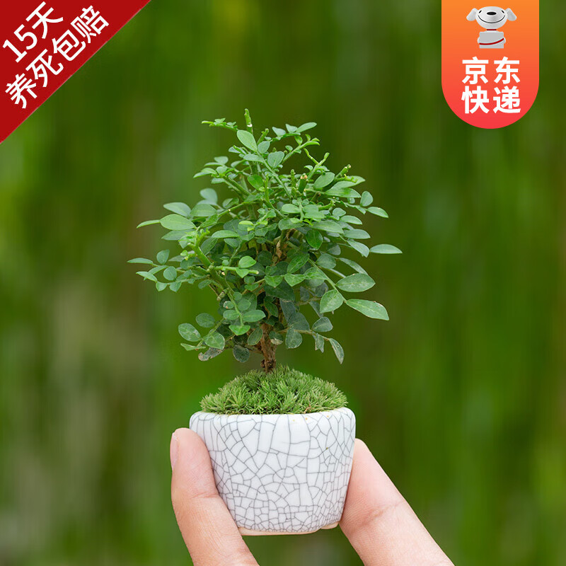 开时果 台湾达摩小叶九里香 桌面微型趣味迷你盆栽绿植盆景源头直发