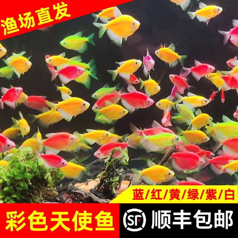 【顺丰快速发货】3-5CM彩色天使鱼 群游观赏鱼淡水活体小型鱼好养 七色(翡翠/蓝/红/黄/粉/绿/紫) 12条+2条备损(七色各2条)3-5CM大号