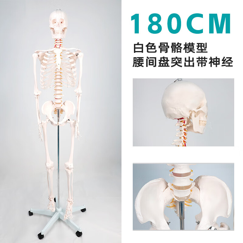 THERATOOLS人體骨骼模型醫(yī)學肌肉起止點韌帶教學1:1動態(tài)脊柱關(guān)節(jié)活動展示180 180CM白色附腰椎神經(jīng)
