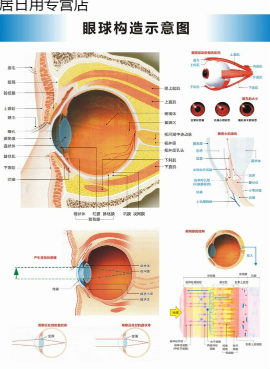 眼睛结构图与名称图片